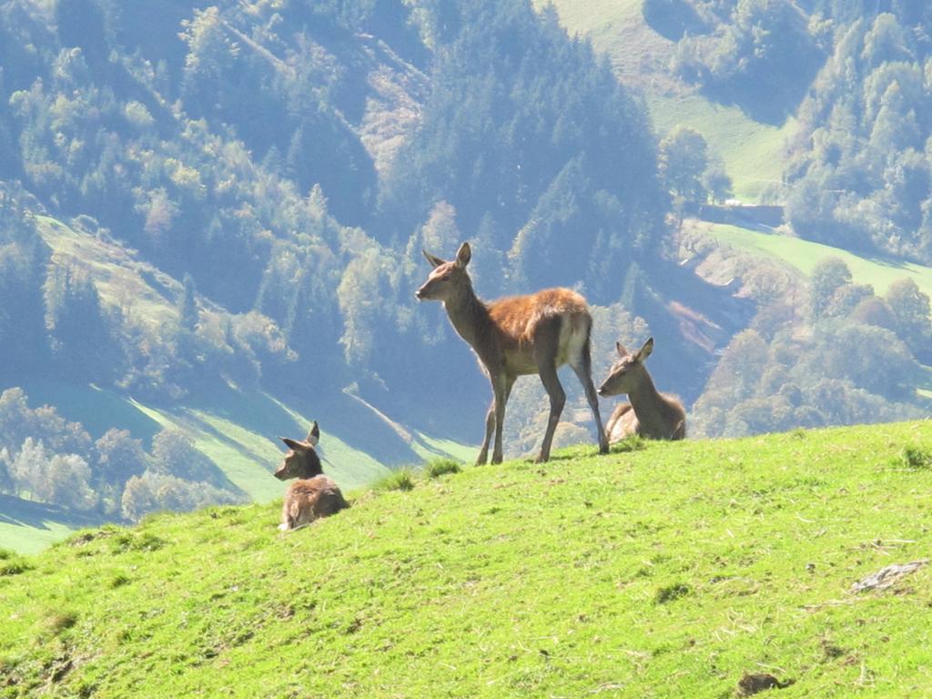 Hotel Simmerlwirt Niederau Bagian luar foto